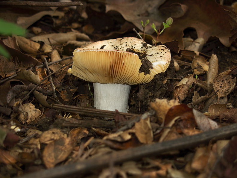 mushroom-white-stem-beige-cap-Serrano-Canyon-2013-02-10-IMG_3521.jpg