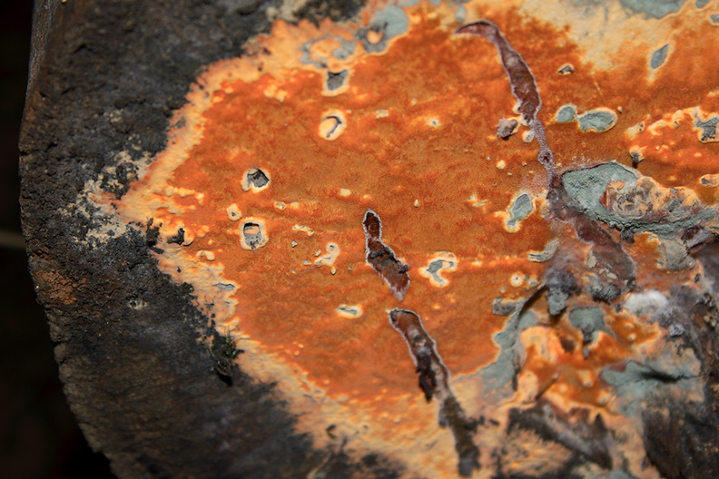 orange-slimemold-on-tree-trunk-Serrano-Canyon-2011-10-29-IMG_3430.jpg