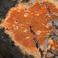 orange-slimemold-on-tree-trunk-Serrano-Canyon-2011-10-29-IMG_3430.jpg