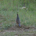 quail-Callipepla-californica-Sycamore-Canyon-road-2012-01-16-IMG_3884.jpg