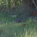 quail-Callipepla-californica-Sycamore-Canyon-road-2012-01-16-IMG 3887