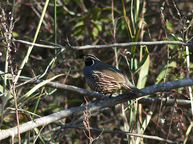 quail-Callipepla-californica-Sycamore-Canyon-road-2012-01-16-IMG_3892.jpg