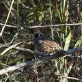 quail-Callipepla-californica-Sycamore-Canyon-road-2012-01-16-IMG 3892