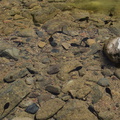 tadpoles-Sycamore-Cove-track-toward-Serrano-Canyon-2011-05-15-IMG_7866.jpg