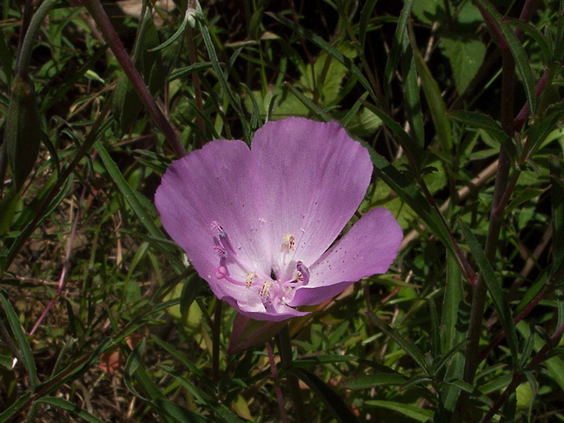 Sidalcea-malviflora-western-hollyhock-Solstice-Canyon-2011-05-11-IMG_7838.jpg