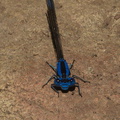 blue-eyed-darner-Aeshna-multicolor-Solstice-Canyon-2011-05-11-IMG 7813