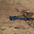 blue-eyed-darner-Aeshna-multicolor-Solstice-Canyon-2011-05-11-IMG 7818