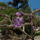 blue-flowered-tree-at-mansion-ruins-Boraginaceae-like-Cordia-Solstice-Canyon-2011-05-11-IMG 7792