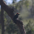 great-spotted-woodpecker-Dendrocopus-major-Solstice-Canyon-2011-05-11-IMG 2098