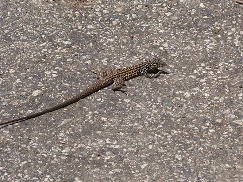 lizard-indet-Podarcis-sp-Solstice-Canyon-2011-05-11-IMG_7787.jpg