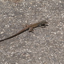 lizard-indet-Podarcis-sp-Solstice-Canyon-2011-05-11-IMG 7787