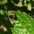 orange-black-larval-insect-Solstice-Canyon-2011-05-11-IMG_7847.jpg