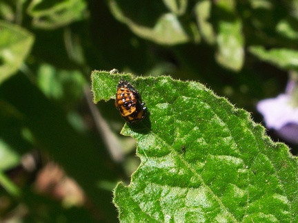 orange-black-larval-insect-Solstice-Canyon-2011-05-11-IMG 7847