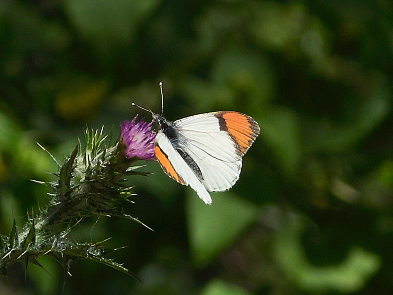 orange-tip-butterfly-Anthocharis-sara-sara-Solstice-Canyon-2011-05-11-IMG_7790.jpg