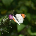 orange-tip-butterfly-Anthocharis-sara-sara-Solstice-Canyon-2011-05-11-IMG 7790