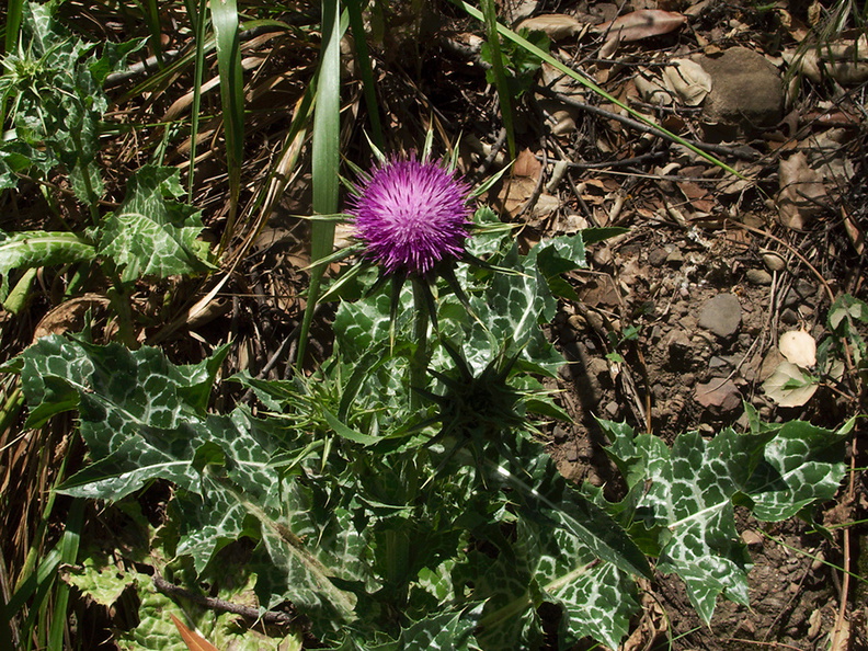 weedy-purple-thistle-Carduus-sp-at-mansion-ruins-Solstice-Canyon-2011-05-11-IMG_7791.jpg