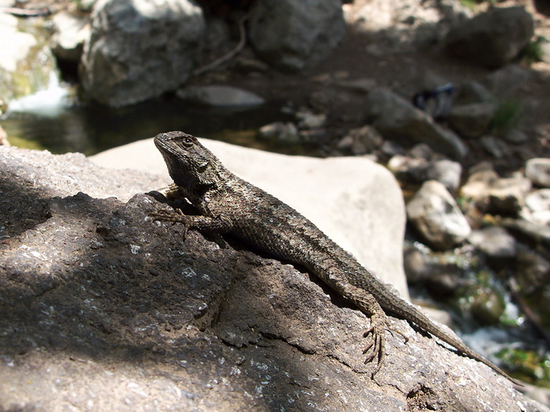 western-fence-lizard-Sceloporus-occidentalis-Solstice-Canyon-2011-05-11-IMG_7799.jpg
