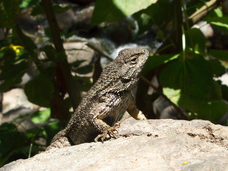 western-fence-lizard-Sceloporus-occidentalis-Solstice-Canyon-2011-05-11-IMG_7804.jpg