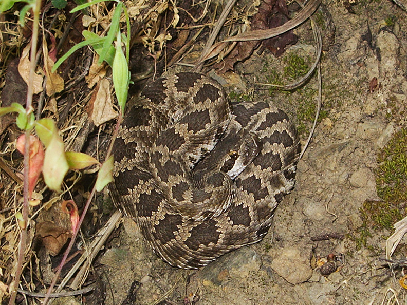 western-rattlesnake-Crotalus-oreganus-Solstice-Canyon-2011-05-11-IMG_7839.jpg
