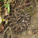 western-rattlesnake-Crotalus-oreganus-Solstice-Canyon-2011-05-11-IMG 7839