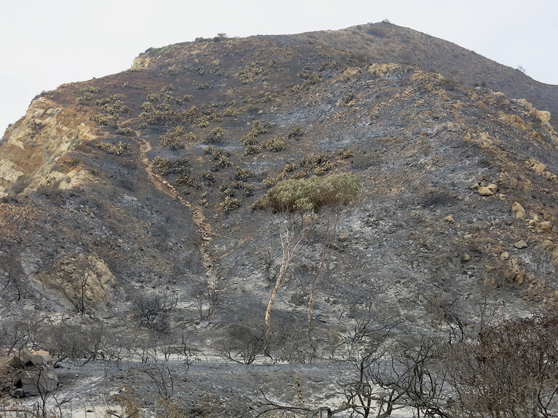 2013-05-04-Day3-Springs-Fire-burn-at-La-Jolla-Canyon-Pt-Mugu-IMG_0700.jpg