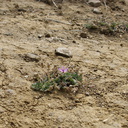 2013-05-09-Erodium-cicutarium-storksbill-blooming-Day5-after-Springs-Fire-Chumash-IMG 0758