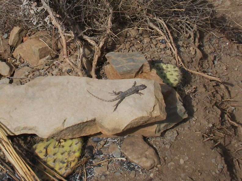 2013-05-09-Western-fence-lizard-Sceleporus-occidentalis-Day5-after-Springs-Fire-Chumash-IMG_0781.jpg