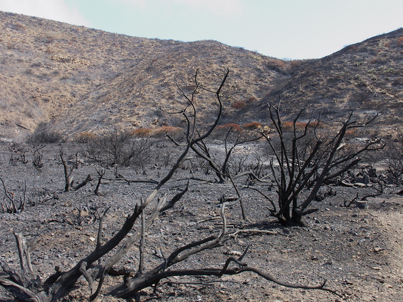 2013-05-09-strongly-burned-areas-Springs-Fire-Chumash-IMG_0736.jpg