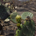 2013-05-23-Opuntia-blooming-after-CSUCI-burn-IMG 0871