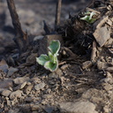 2013-05-26-stump-sprout-emerging-probably-Eriogonum-Day23-Chumash-IMG 0900