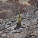 2013-07-29-Yucca-whipplei-starting-inflorescence-Chumash-IMG 2914