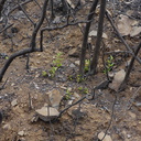2013-07-29-indet-maybe-Ceanothus-stump-sprouting-Chumash-IMG 2913