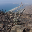 2013-10-21-Eriogonum-cinereum-ashy-buckwheat-flowering-Chumash-IMG 2970