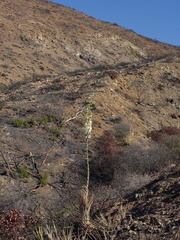 2013-11-14-Yucca-whipplei-flowering-Chumash-IMG 3048