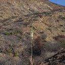 2013-11-14-Yucca-whipplei-flowering-Chumash-IMG 3048