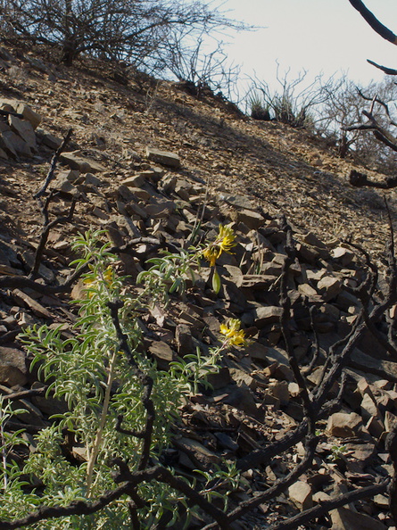 2014-02-25-Isomeris-arborea-bladderpod-blooming-Chumash-Trail-IMG_3209.jpg