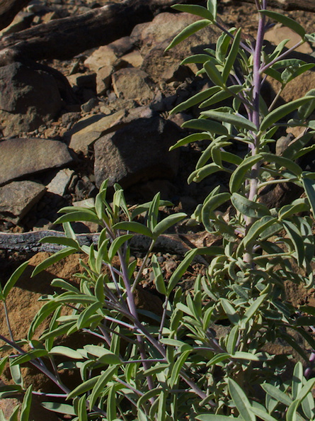 2014-02-25-Isomeris-arborea-bladderpod-young-plant-purple-stems-Chumash-Trail-IMG 3230