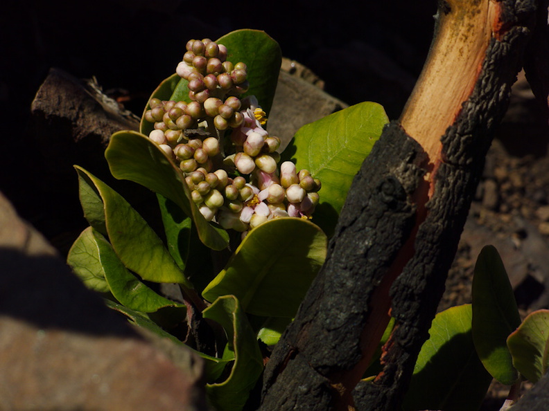 2014-02-25-Rhus-integrifolia-lemonadeberry-stump-sprout-blooming-Chumash-Trail-IMG_3220.jpg