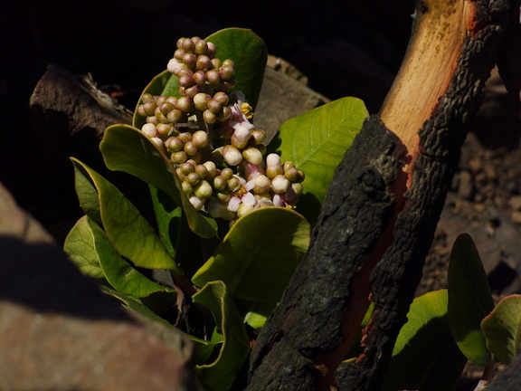 2014-02-25-Rhus-integrifolia-lemonadeberry-stump-sprout-blooming-Chumash-Trail-IMG 3220