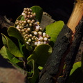 2014-02-25-Rhus-integrifolia-lemonadeberry-stump-sprout-blooming-Chumash-Trail-IMG 3220