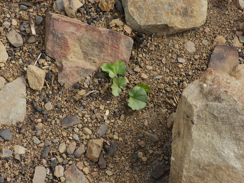 2014-02-27-Phacelia-sp-sprouting-Chumash-Trail-IMG_3288.jpg