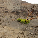 2014-02-27-Rhus-integrifolia-stump-sprout-Chumash-Trail-IMG 3267