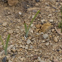 2014-02-27-monocot-prob-Dichelostemma-capitatum-wild-hyacinth-sprouting-Chumash-Trail-IMG 3285