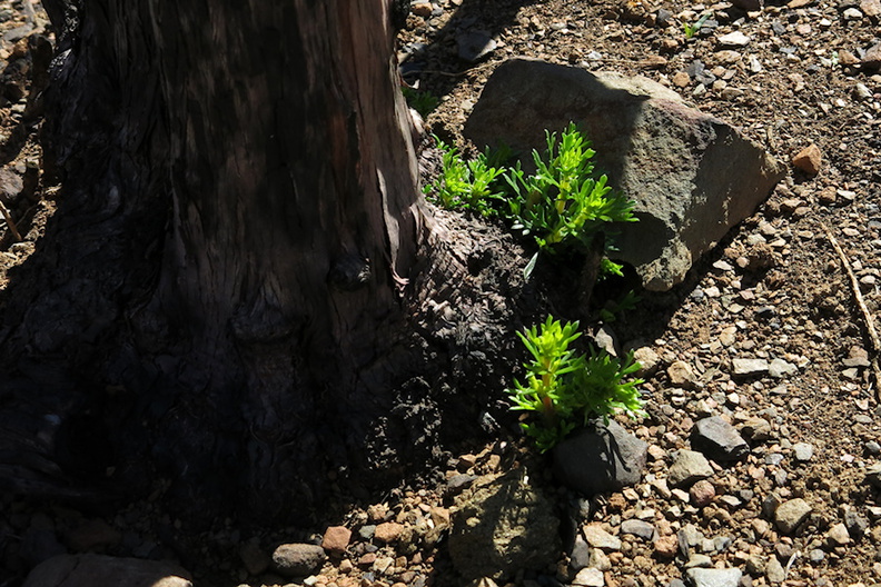 2014-03-11-Adenostoma-fasciculatum-chamise-stump-sprouting-after-rain-Chumash-Trail-IMG_3334.jpg
