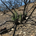 2014-03-11-Adenostoma-fasciculatum-chamise-stump-sprouting-after-rain-Chumash-Trail-IMG 3343