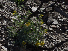 2014-03-11-Isomeris-arborea-bladderpod-flowering-Chumash-Trail-IMG 3329