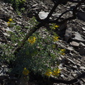 2014-03-11-Isomeris-arborea-bladderpod-flowering-Chumash-Trail-IMG 3329