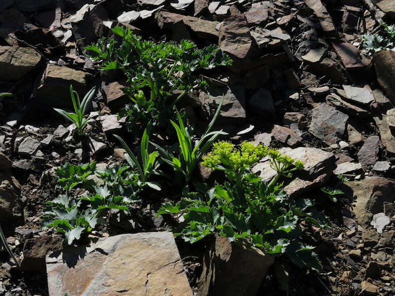 2014-03-11-Lomatium-lucidum-flowering-Chumash-Trail-IMG_3339.jpg