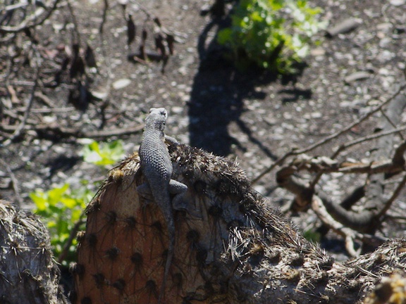 2014-03-11-Western-fence-lizard-on-coast-prickly-pear-Opuntia-littoralis-Chumash-Trail-IMG 3359