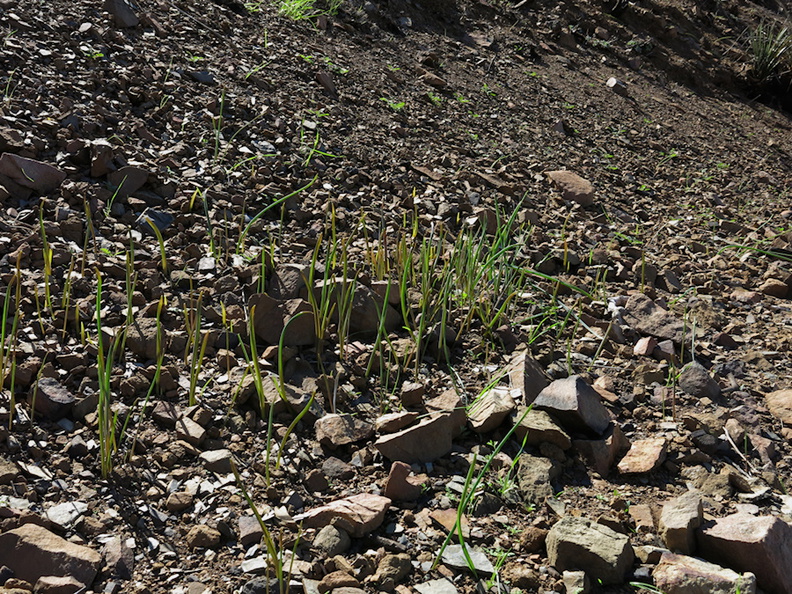 2014-03-11-monocots-probably-wild-hyacinth-sprouting-after-rain-Chumash-Trail-IMG_3335.jpg